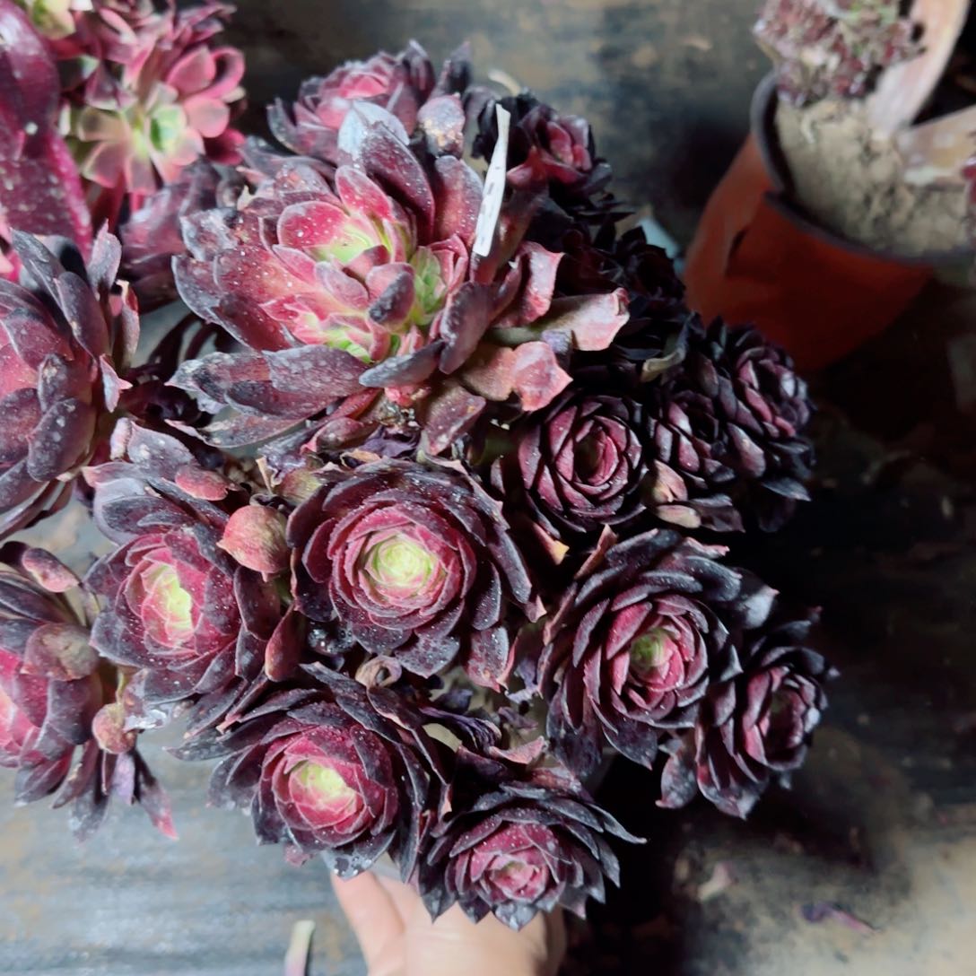 黑魔多肉瑕疵158满20包邮断枝不包瑕疵