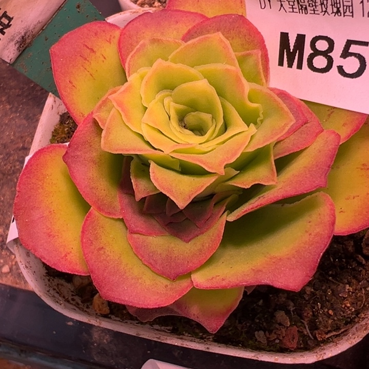 陈陈若初杂各种85