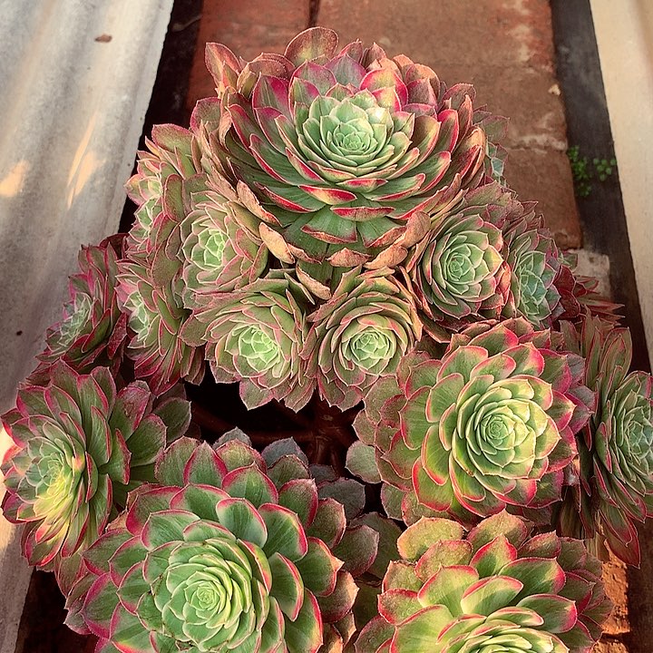 万彩灯，多肉植物