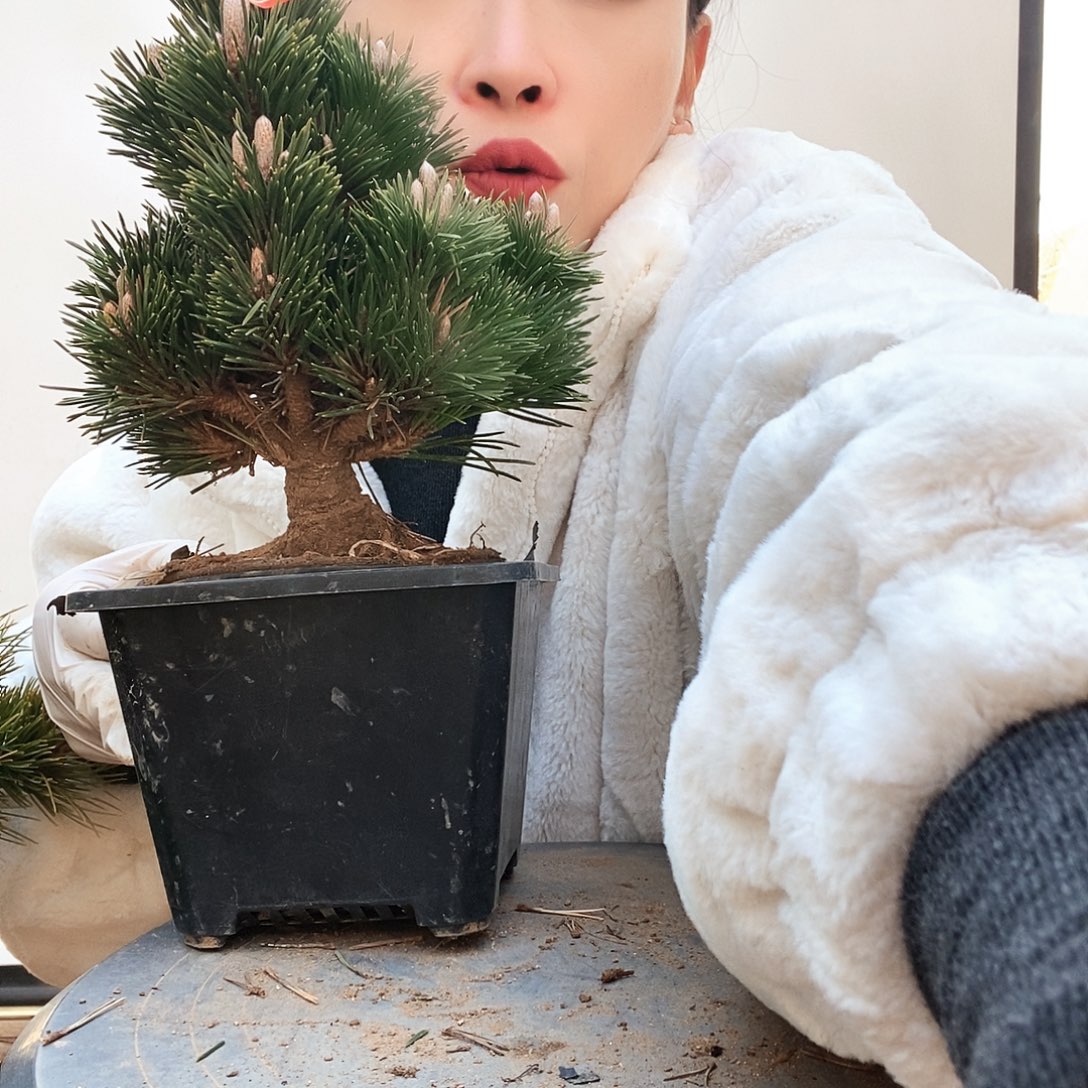 无花朵植物形态多年生草本