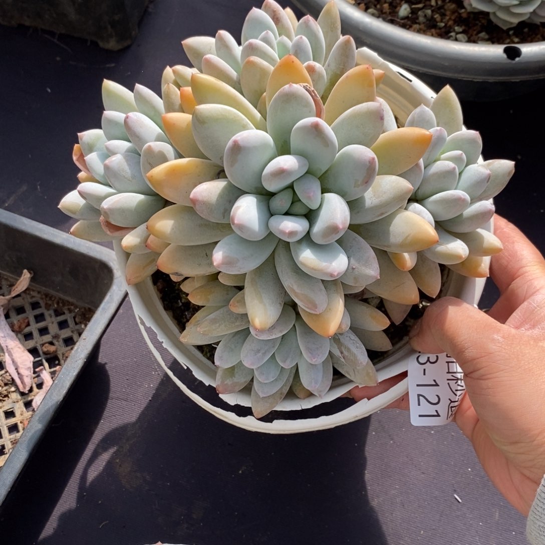 两单包邮1123-121香锁