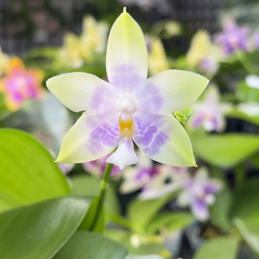 完全开放10开花株