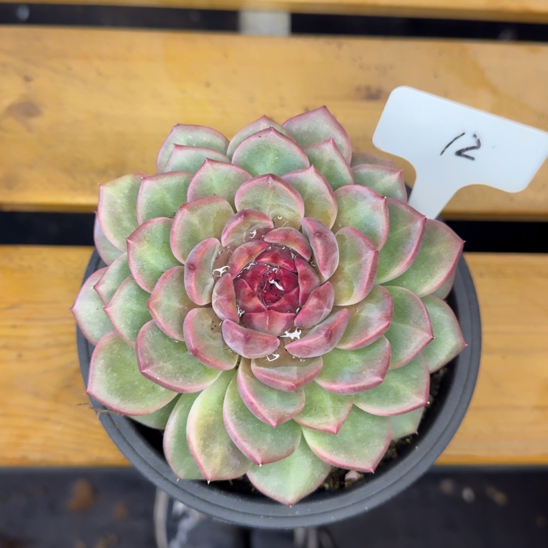 12  胖墩墩  一物一拍