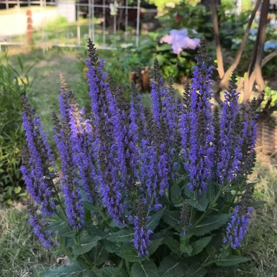 BLD/贝利得【鼠尾草】1加仑盆庭院阳台花境宿根植物易爆盆