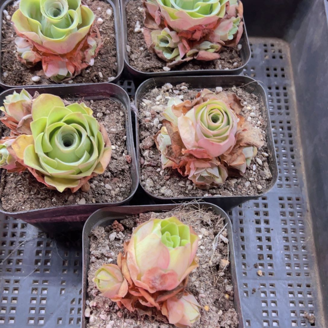 308 侧牙掉了不包损无售后