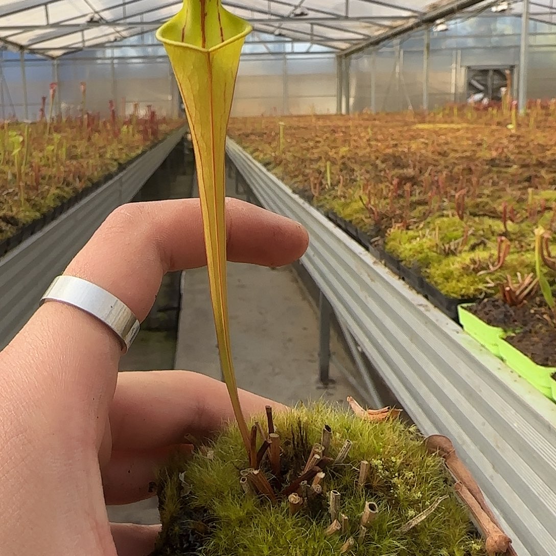 无花朵专拍瓶子草