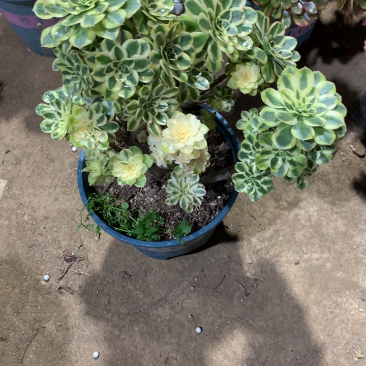 s***s568保时捷多肉植物特价