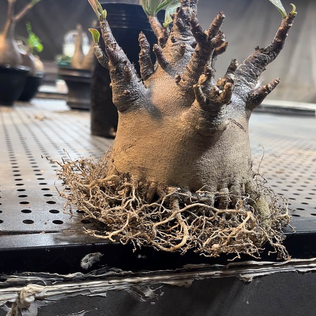 黑金刚八爪哥斯拉