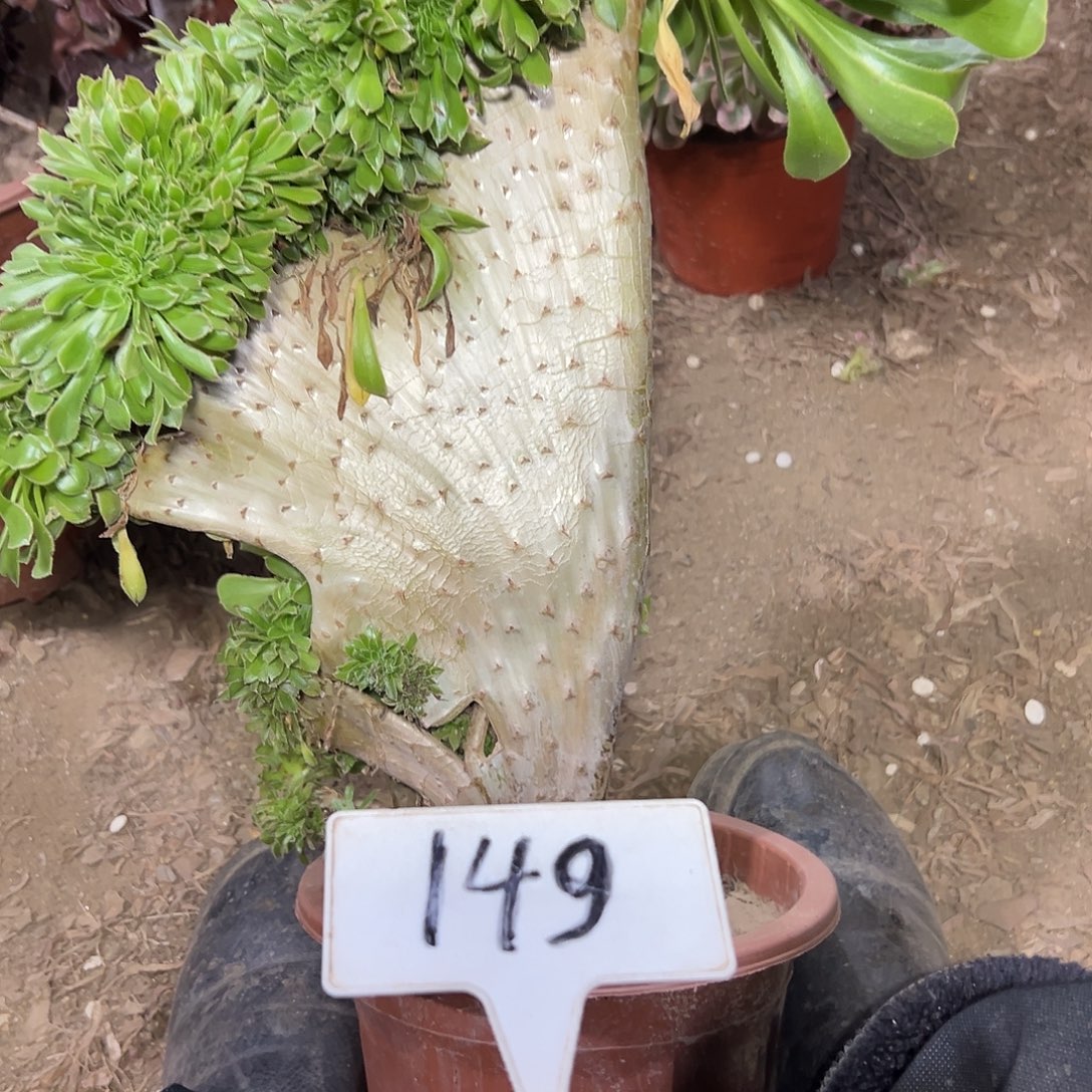 多肉植物原始绿缀花149