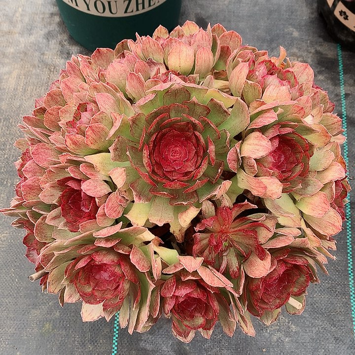 万红拉丝法师多肉植物图片