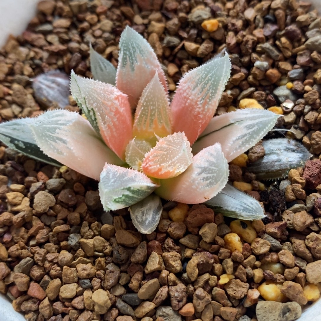 792糊斑白帝城锦一物一拍