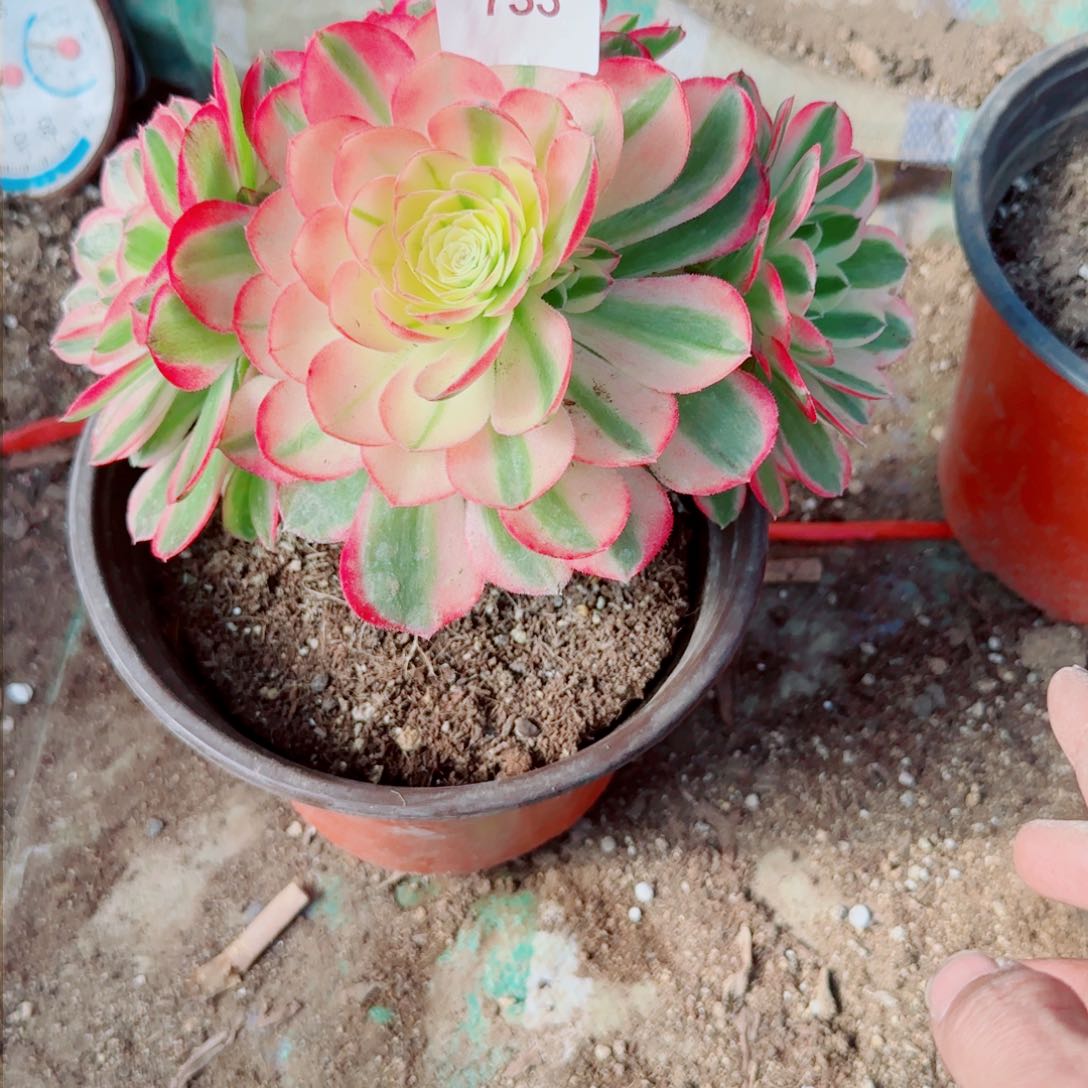 纳*力海鲜法师多肉733