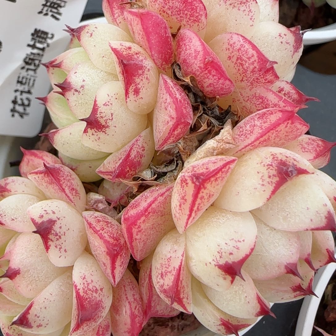 花语逸镜0131-410