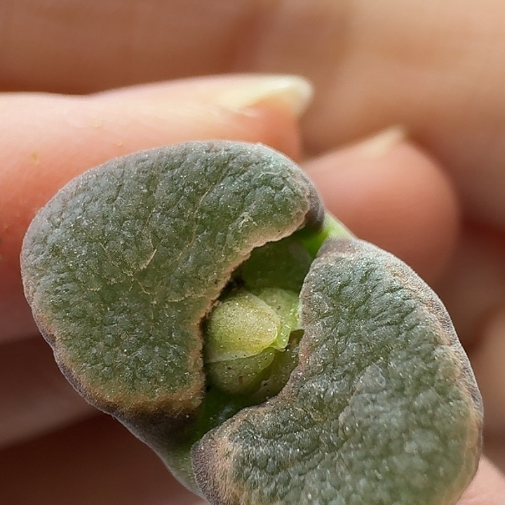 100号单头风铃一物一拍