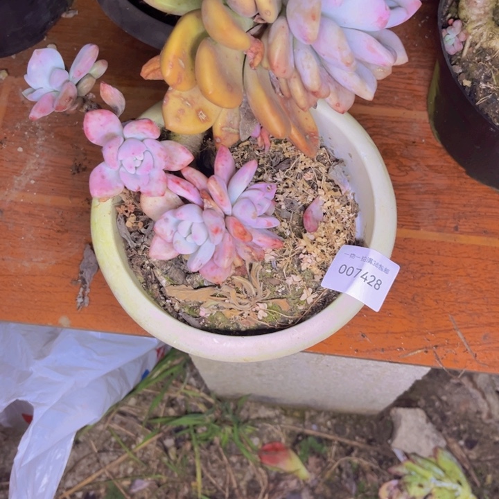 夏***天多肉一物一拍7428