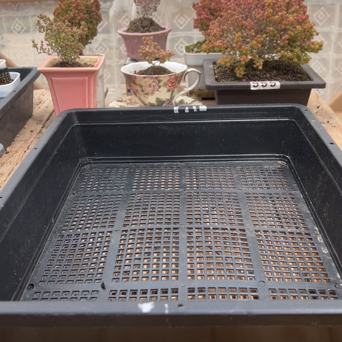 湘*枝干番杏多肉植物寄养发货