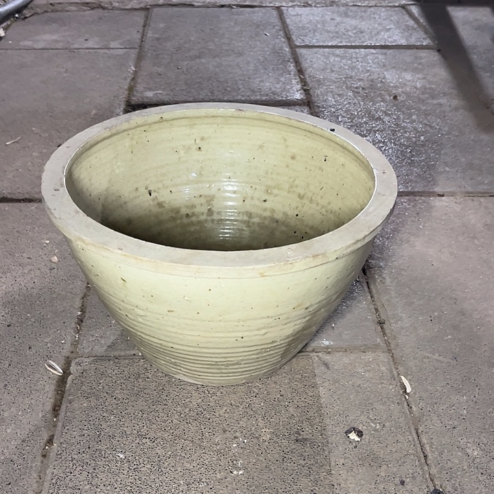 无花朵鲜花和小红花一起