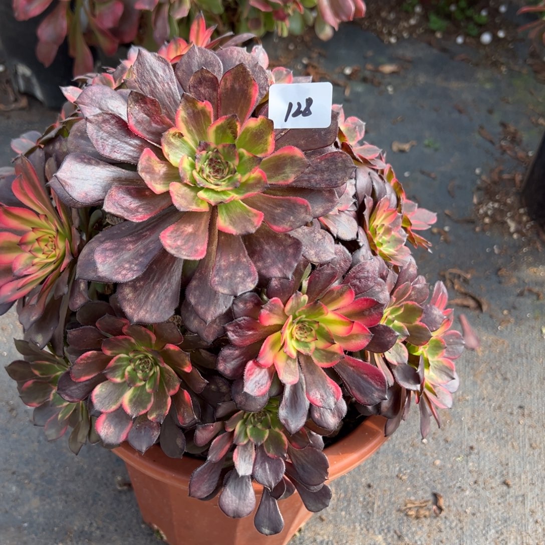 128烟花有微瑕多肉多肉多肉