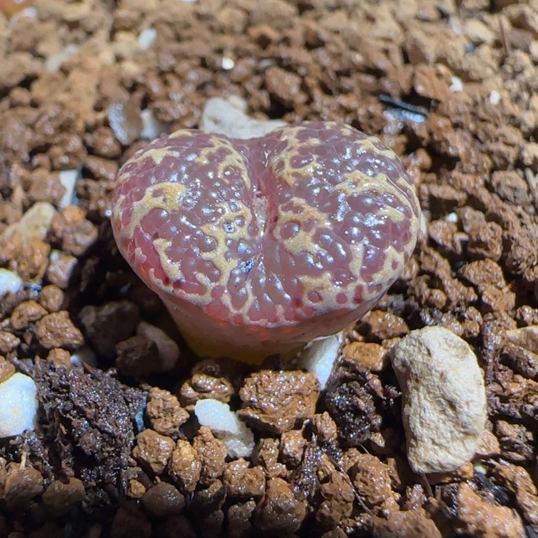 肉锥多肉植物组合-泡泡勋910