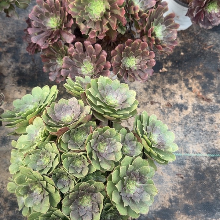 万圣节➕铜壶包邮。         