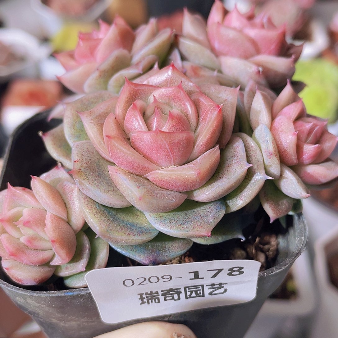 0000000000000000178量拍