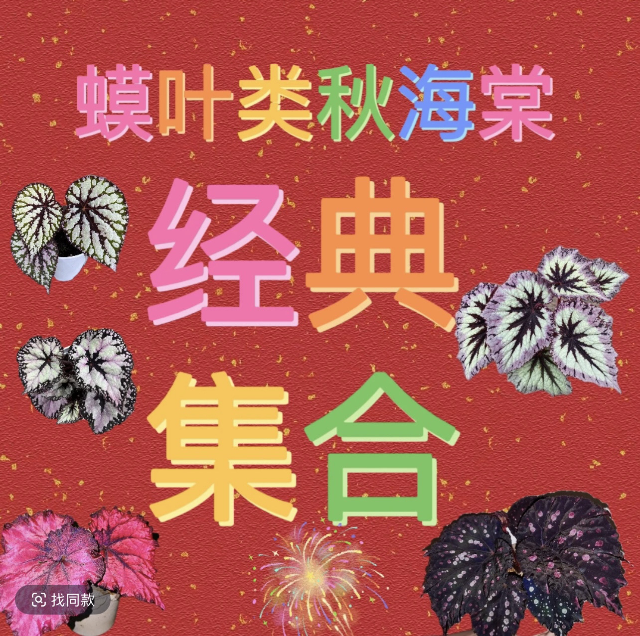 蟆叶类秋海棠经典集合室内客厅阳台花园绿植花卉（轻微叶损不售后）