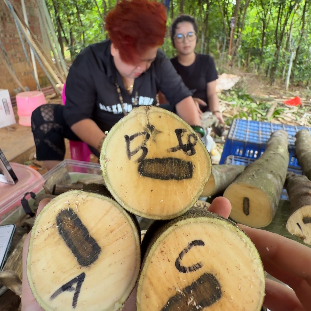 线香奇楠沉香原木