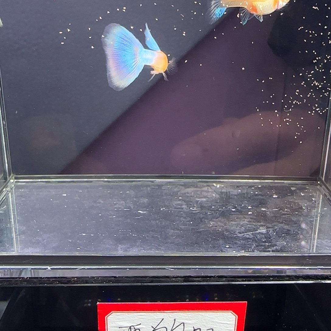 孔雀鱼天使彩虹一对
