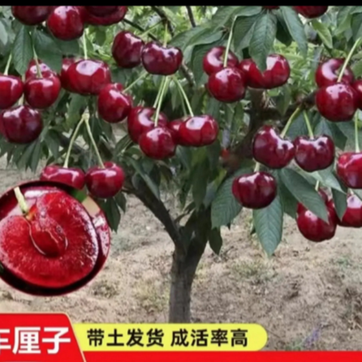 正宗车厘子大樱桃树苗南方北方盆栽地载原盆原土带叶发货