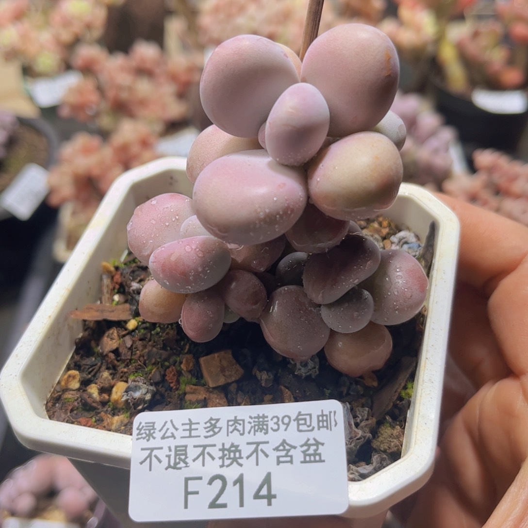 214腰子桃蛋6cm多肉