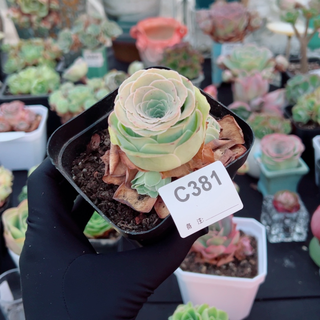 小****381橘粉蕾丝群福利。   一物一拍