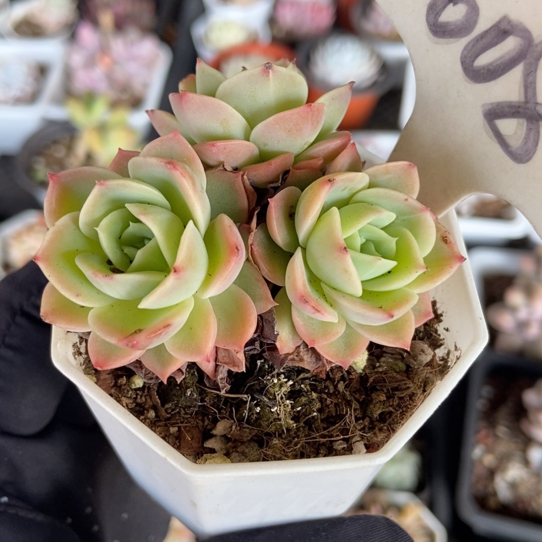 608哈密瓜多肉植物保护