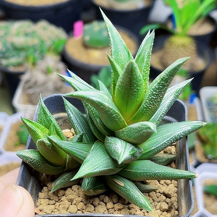 拉丝锦象牙塔一颗一颗