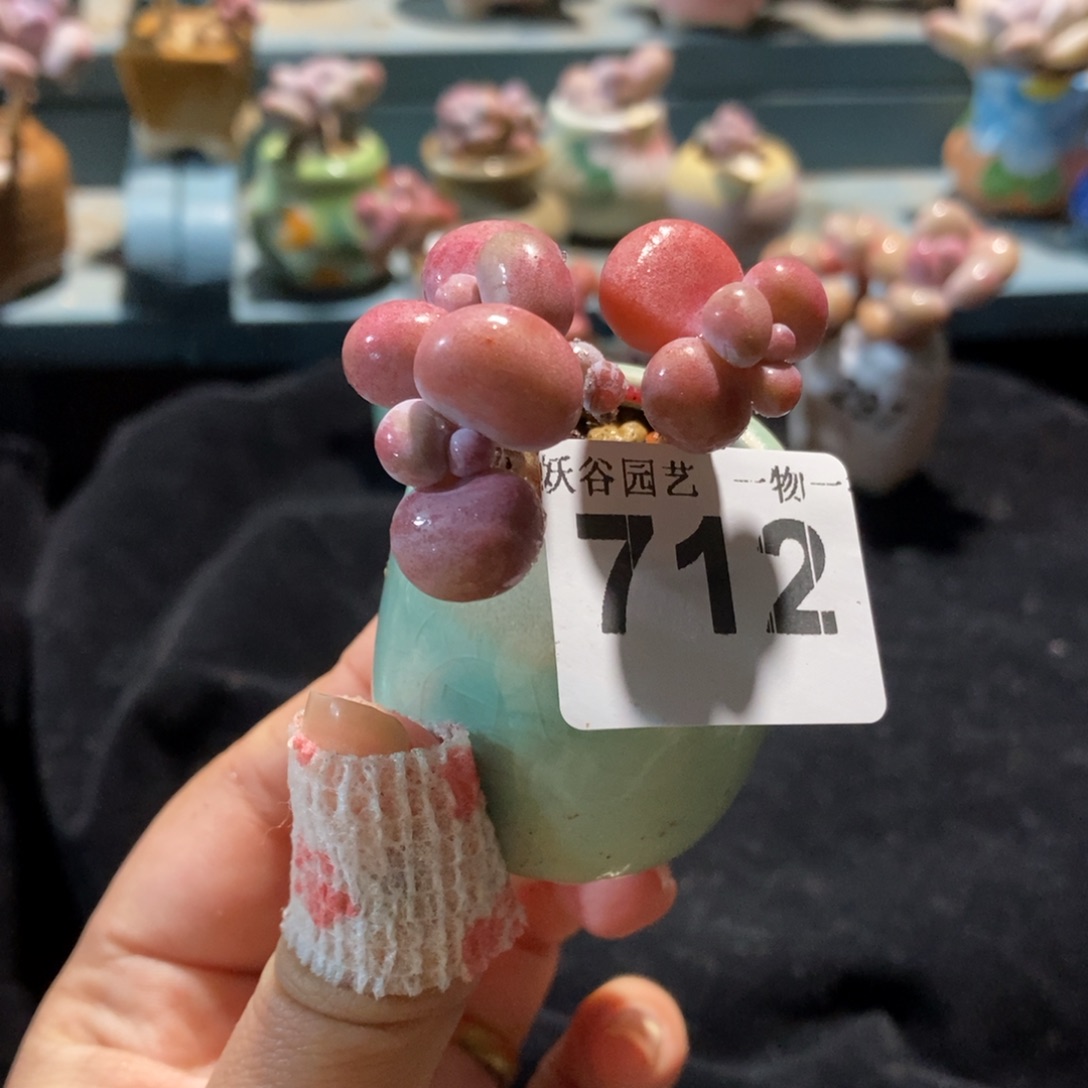 712糖果腰子蛋带盆土