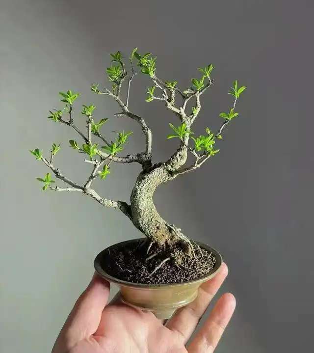 桌面小茶宠美观有品味随机发货适合摆在桌面