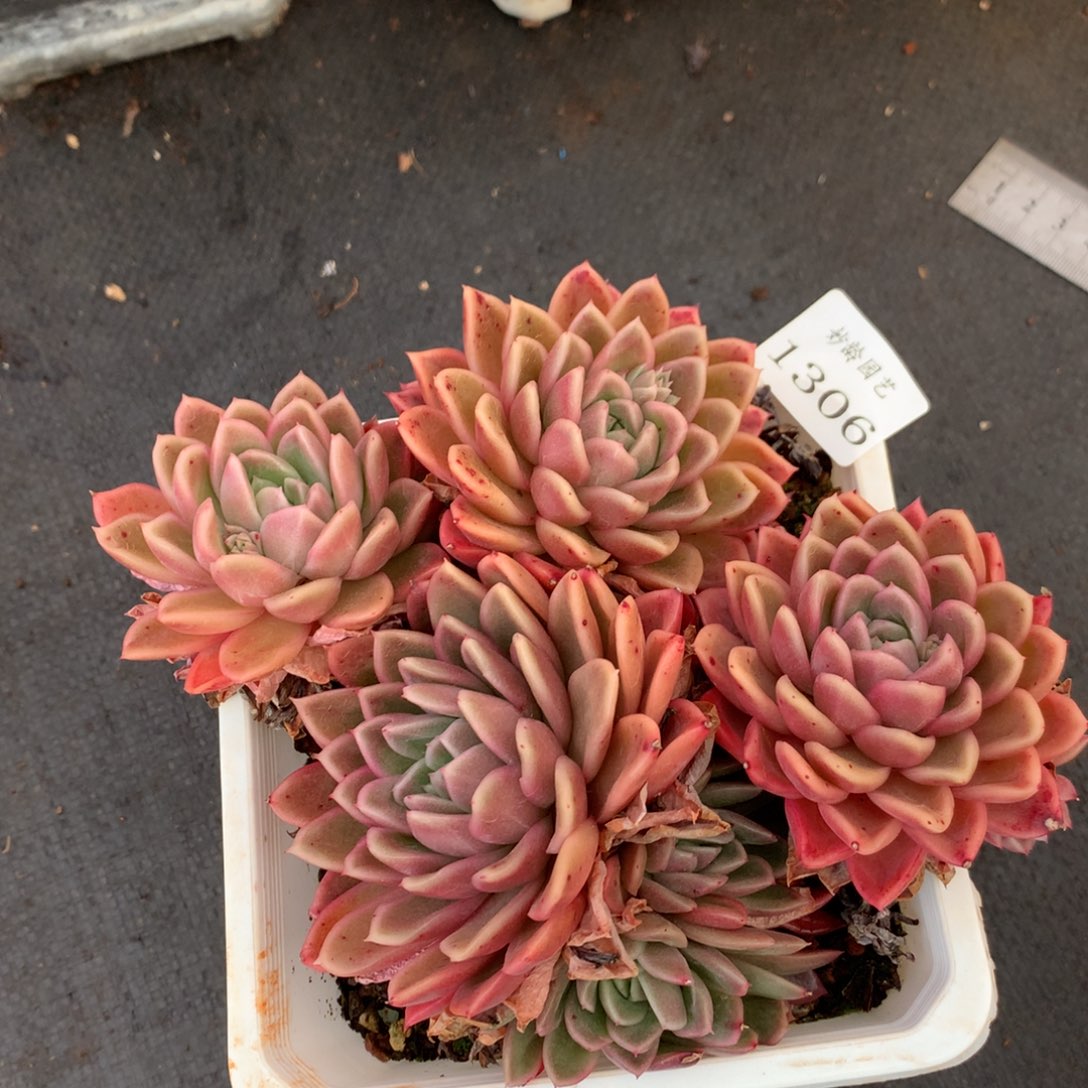 1306 杂交精品基地16厘米