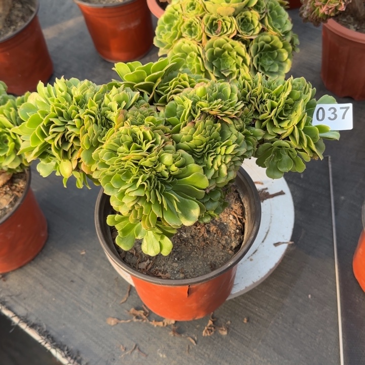 多肉植物绿羊绒经037