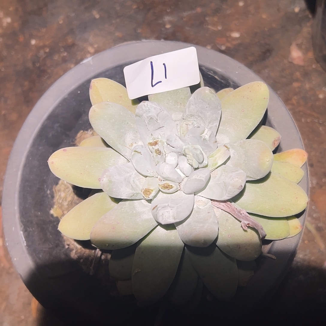 圆叶拇指帕奇飞徒仙女杯多肉