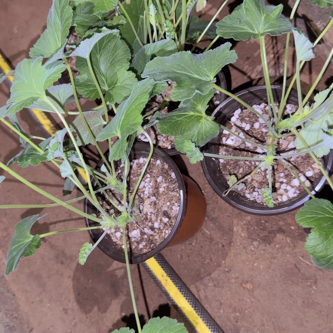 块根植物块根植物