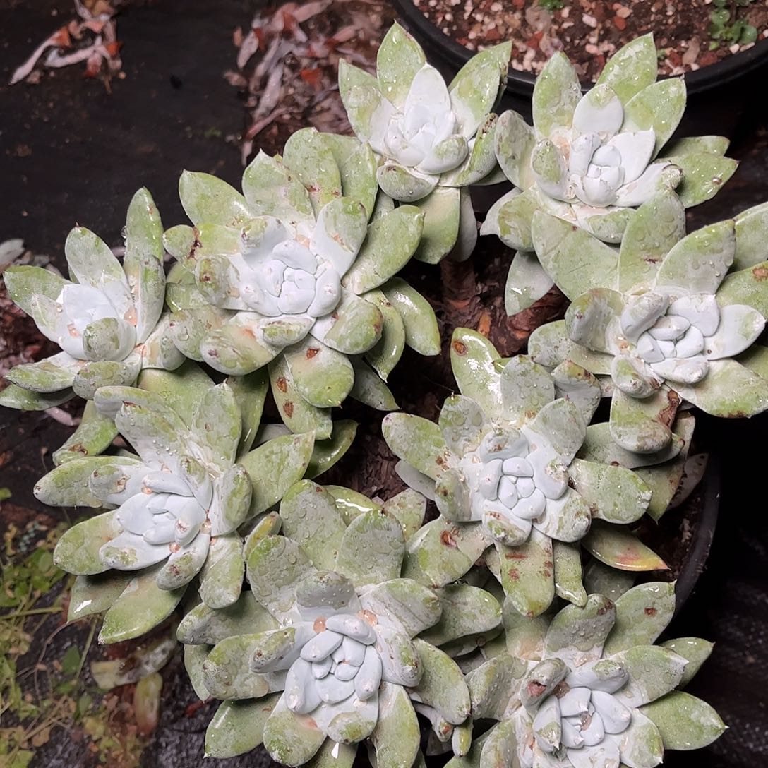 8672帕翠啥仙女杯多肉