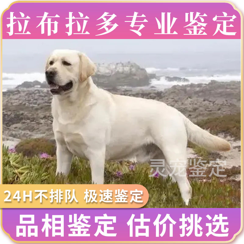 专业鉴定拉布拉多 宠物猫狗 品种品相纯度 鉴定估价挑选