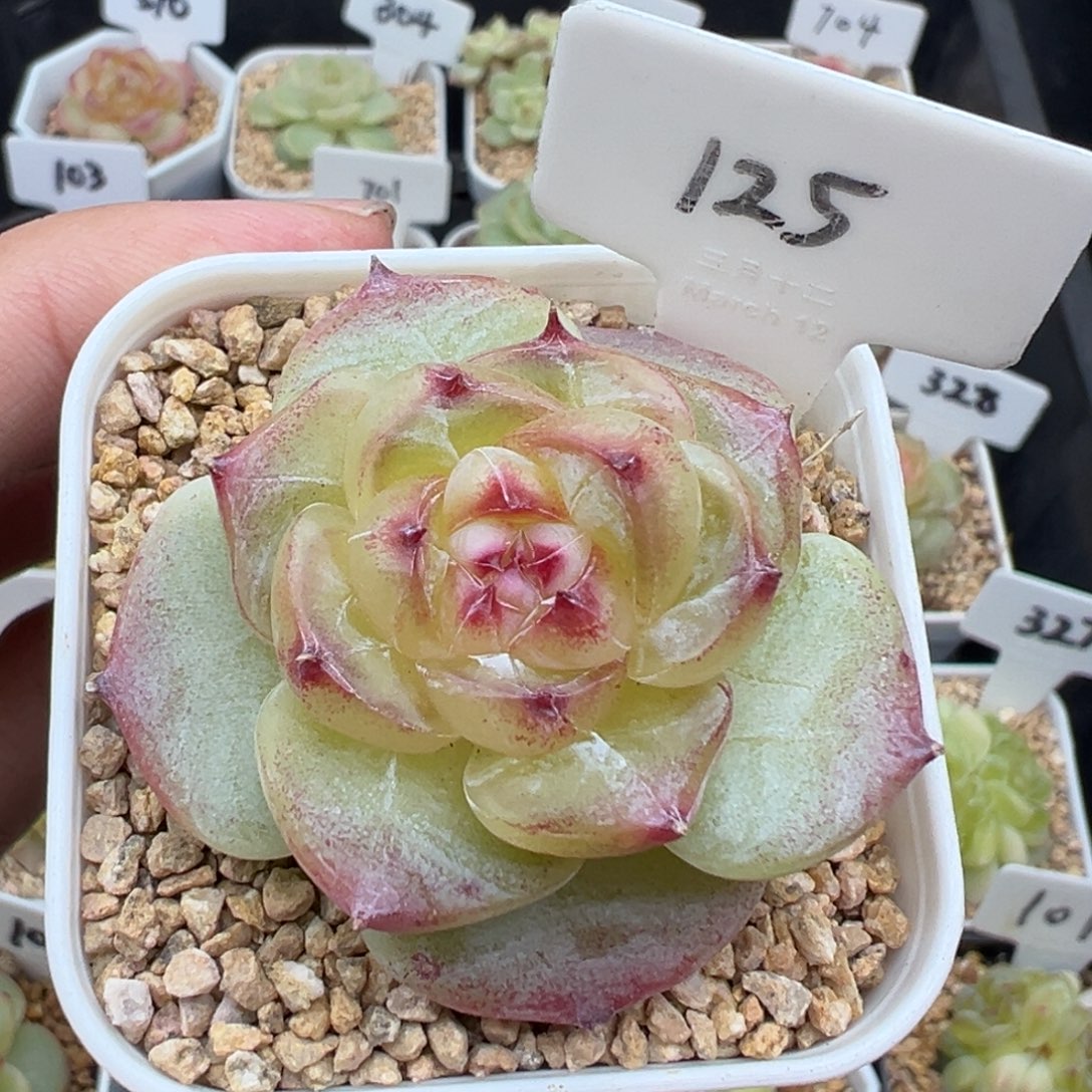 125号绿菩提 晗雨多肉
