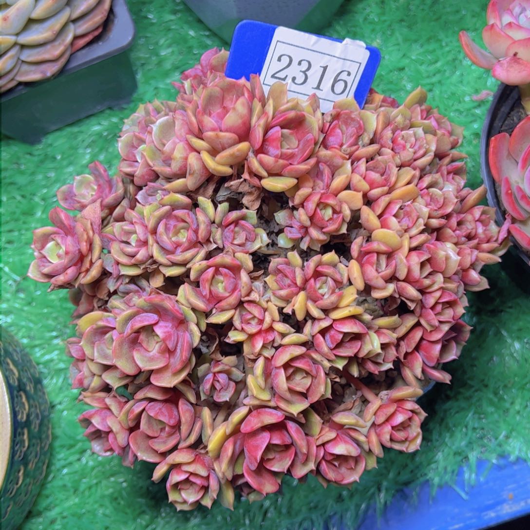 大红袍2316多肉植物
