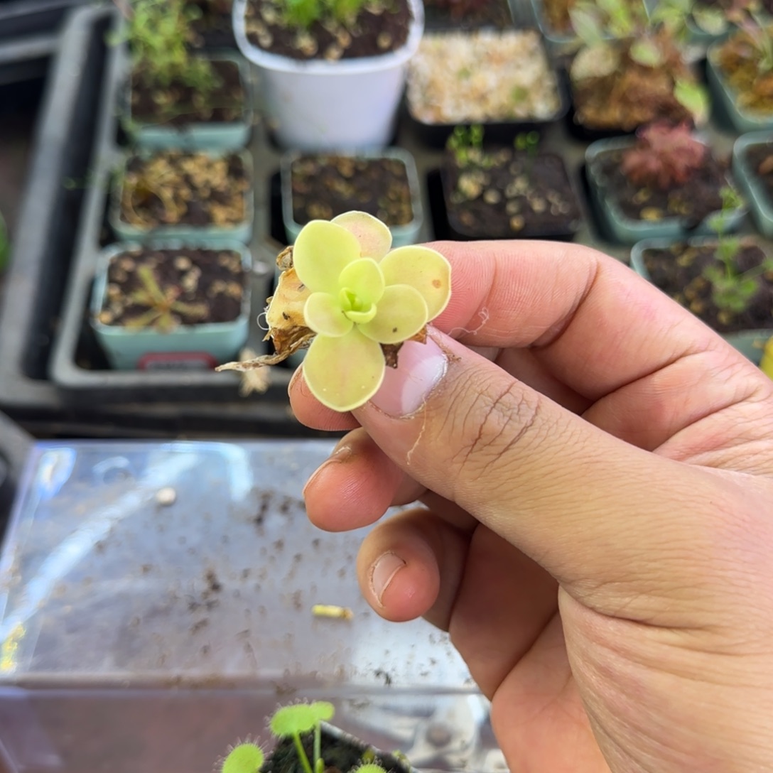 完全开放昆仑捕虫堇