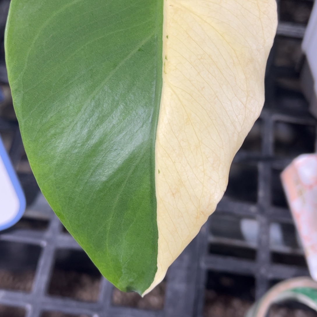 完全开放阴阳短白一段