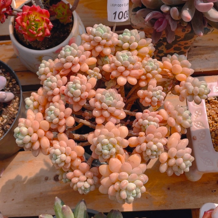 谢谢你的支持0000001009