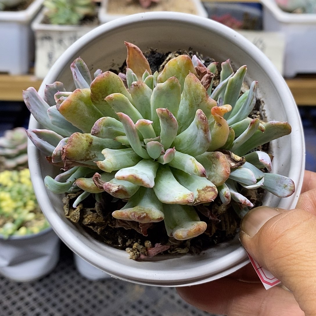 1429 花车锦自然群