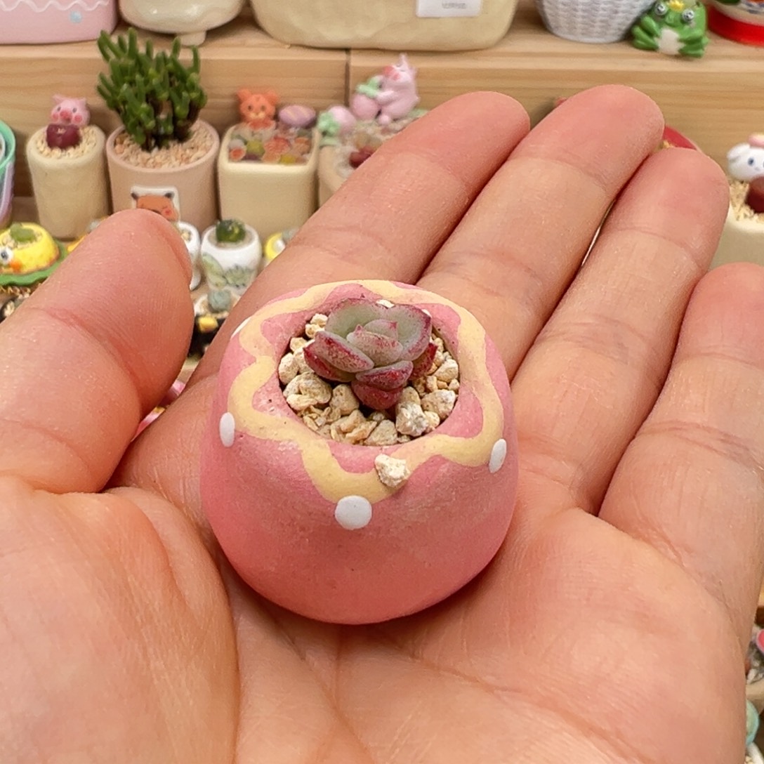 D****多肉植物37号拇指盆