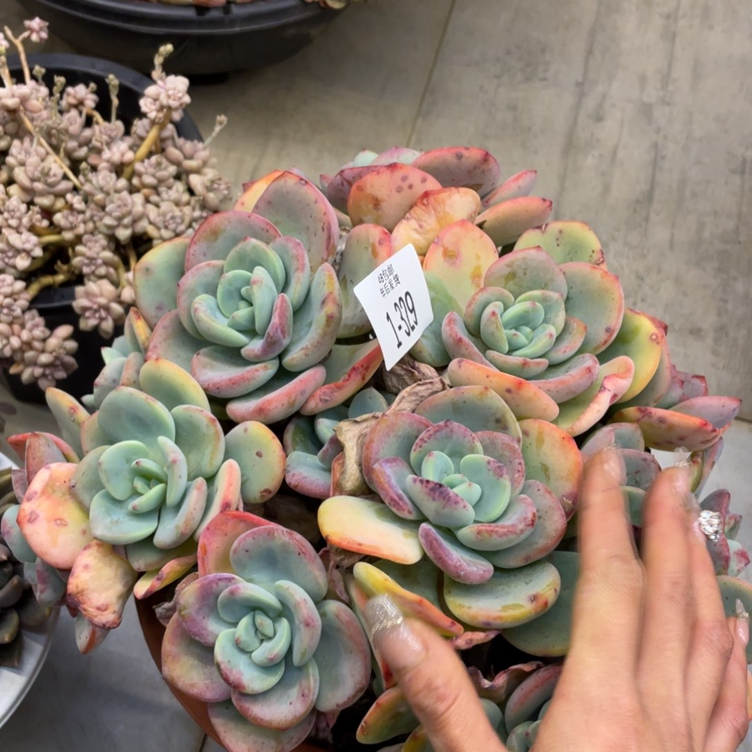 黑大帅多肉1-329白月光