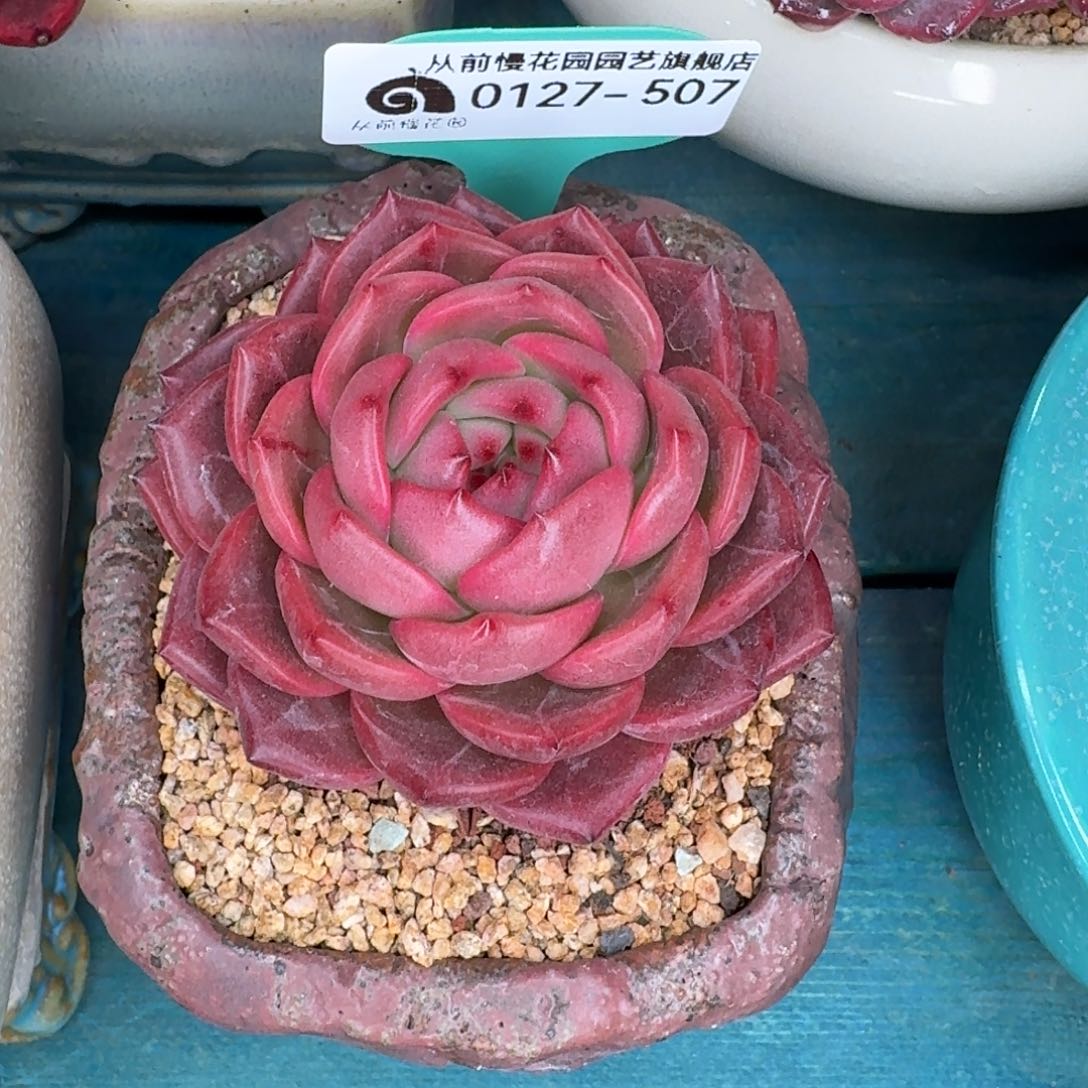 从前慢花园雪雪多肉0127-507